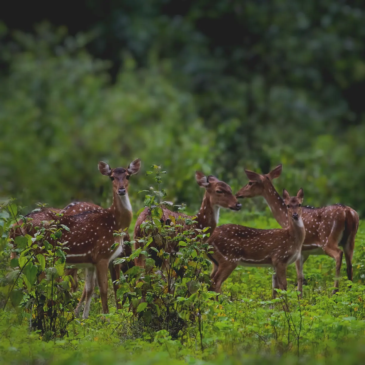 New Collaboration with the European Ranger Federation (ERF)