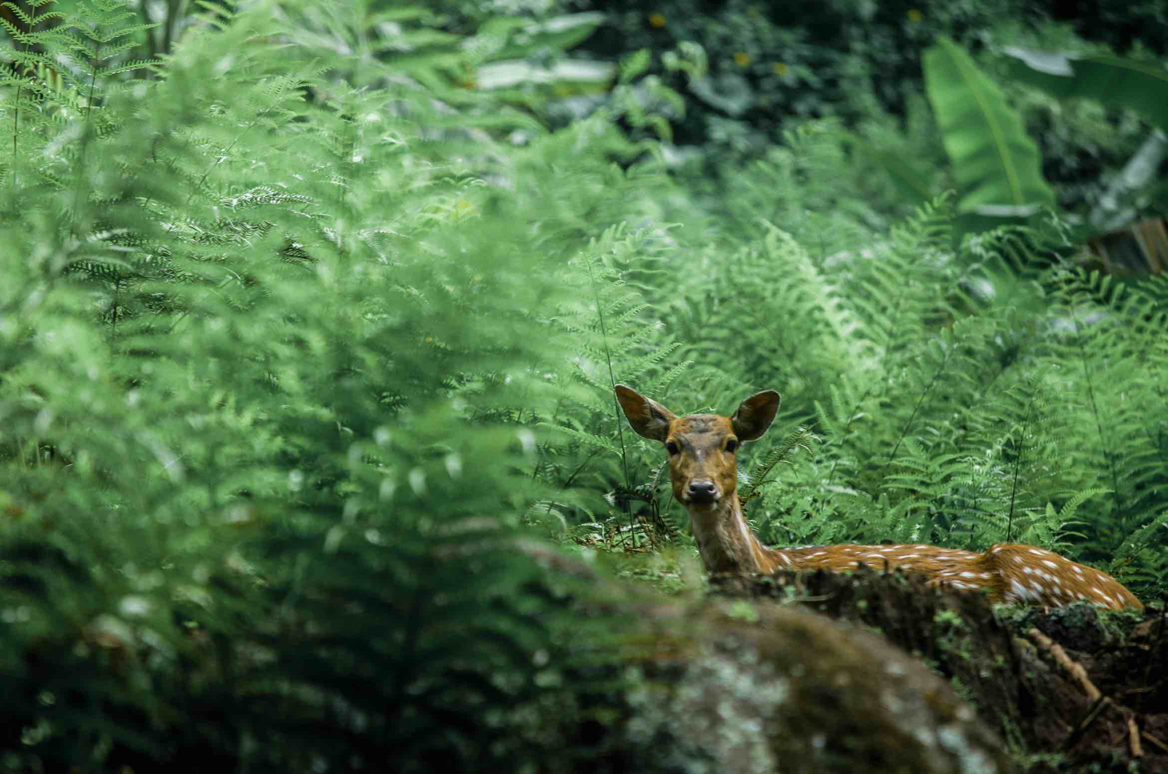 CovertEye camera used for wildlife monitoring
